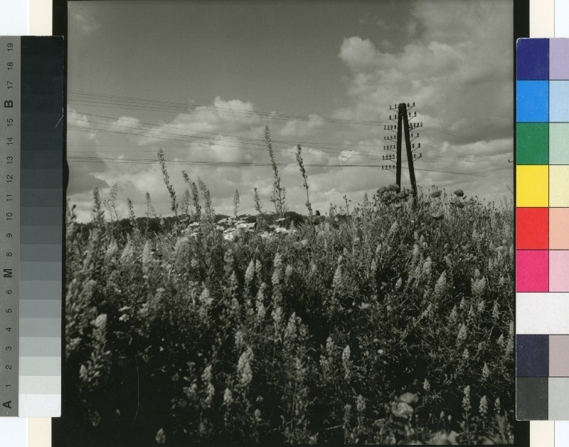 David Židlický - Léto 1956