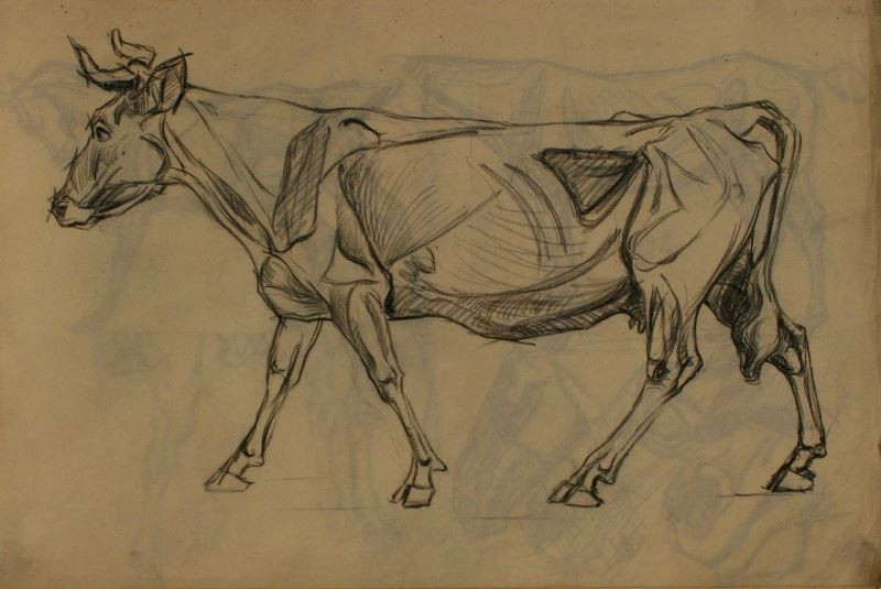 Josef Kubíček - Studie krávy