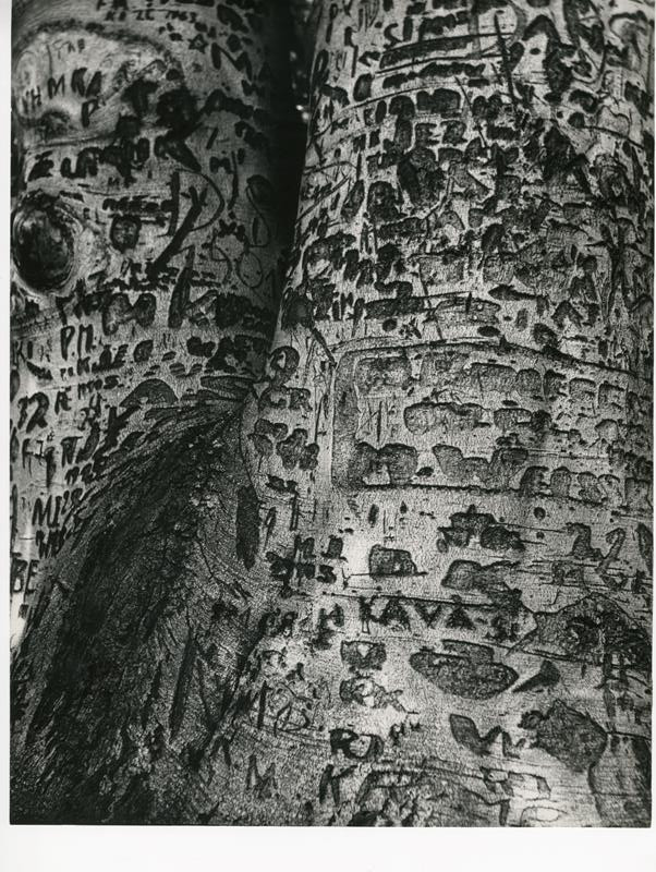 Vilém Reichmann - Ze souboru Poselství stromů - Napaden škůdci