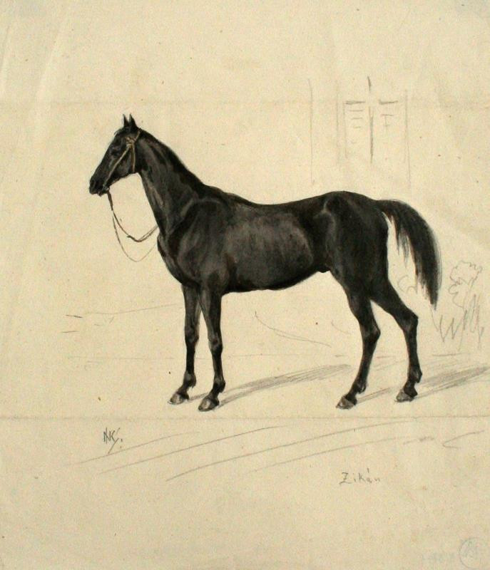Jan Novopacký (Nowopacký) - Studie koně
