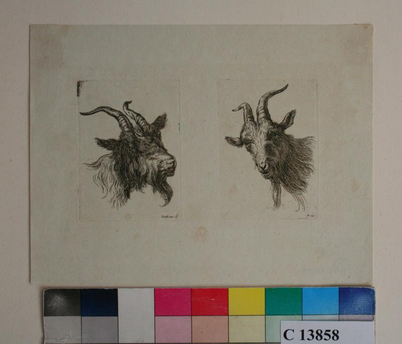 Johann Christoph Dietsch - Dvě  kozí  hlavy