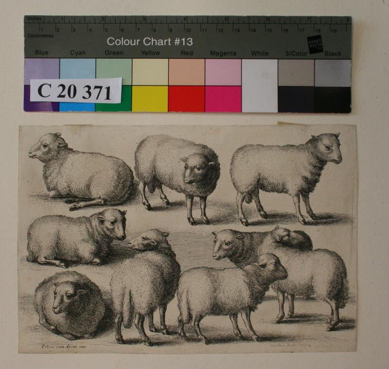 Václav (Wenceslaus) Hollar - Skupina desíti ovcí