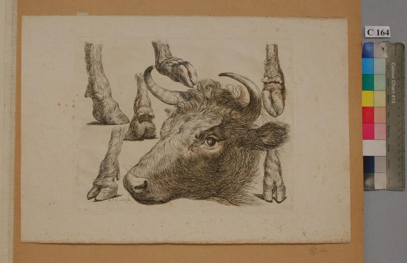Martin Ferdinand Chvátal (Quatal) - Studie hlavy a noh krávy