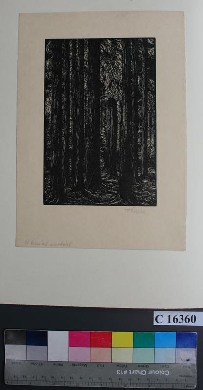 František Kobliha - Z lesních motivů