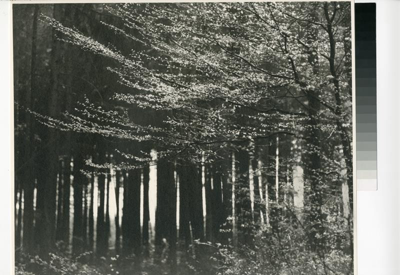 Václav Jírů - Ráno v lese