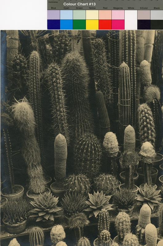 Přemysl Koblic - Kaktusy (u Friče?)