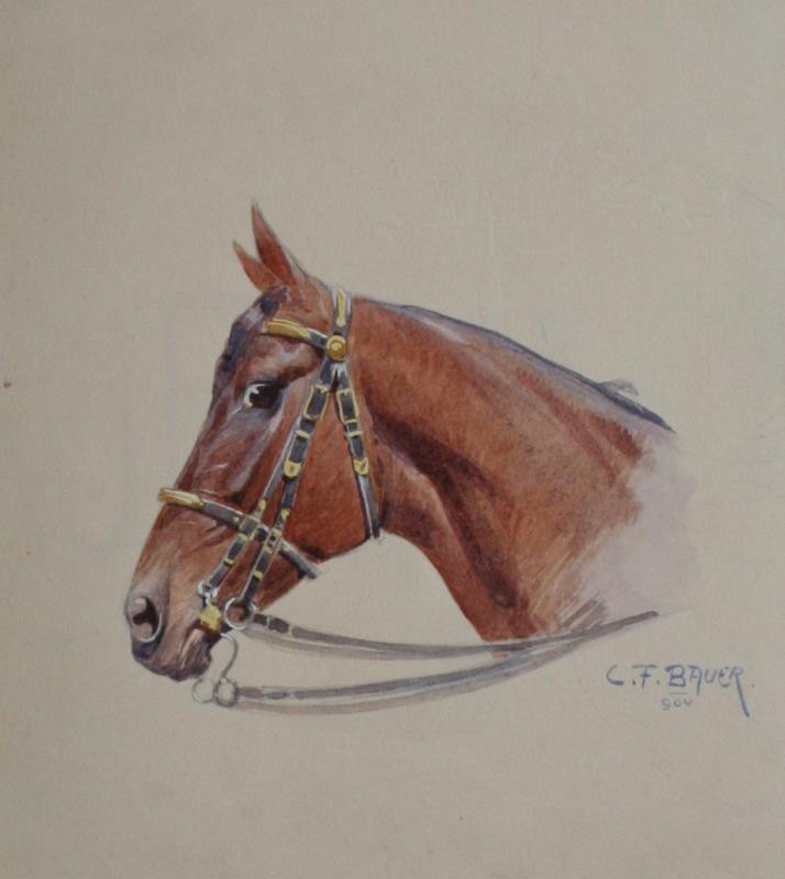 Carl Franz Bauer - Hlava koně