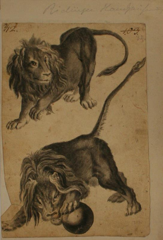 Johann Elias Ridinger (Riedinger) - Studie dvou lvů