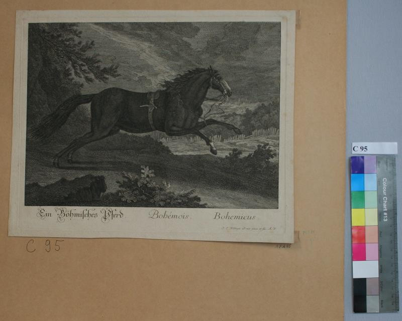 Johann Elias Ridinger (Riedinger) - Český  kůň