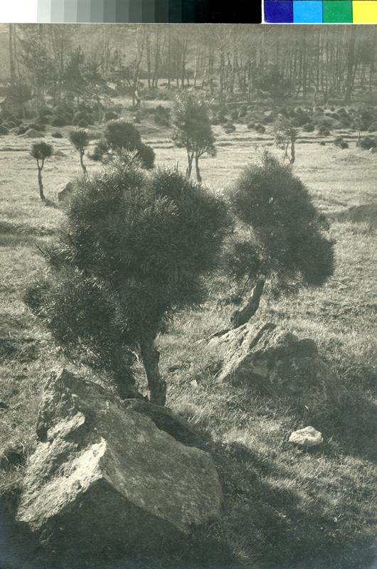 Josef Ehm - Zakrslé borovice