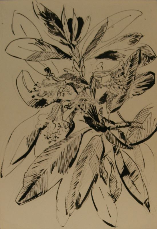 Dobroslava Bilovská - Rododendron v květu