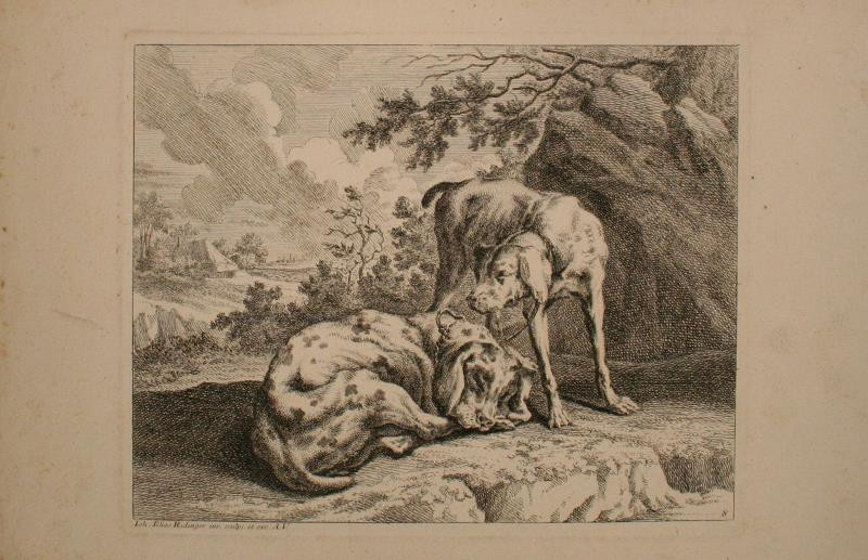Johann Elias Ridinger (Riedinger) - studie psů
