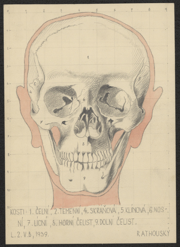 Jiří Rathouský - studie lebky