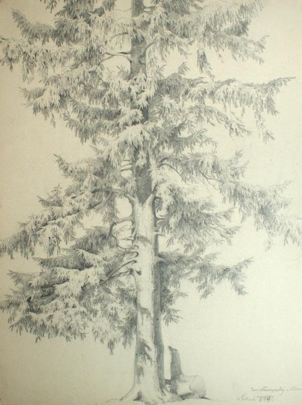 Jan Novopacký (Nowopacký) - Studie stromu