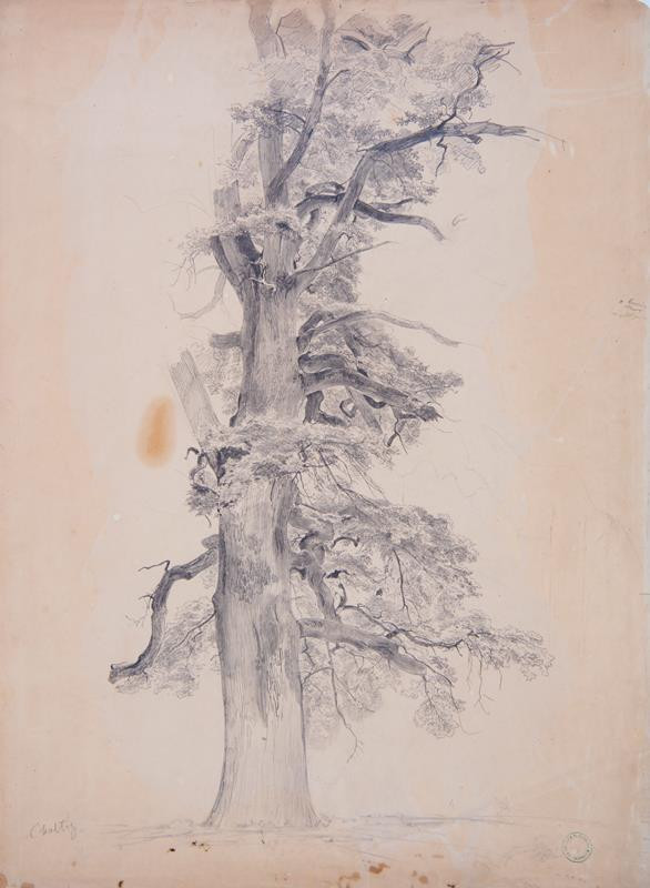 Bedřich Havránek (Fridrich Hawranek) - Studie stromu