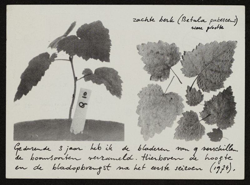 Sjoerd Buisman - Zechte Berk (Betula Pubescens)