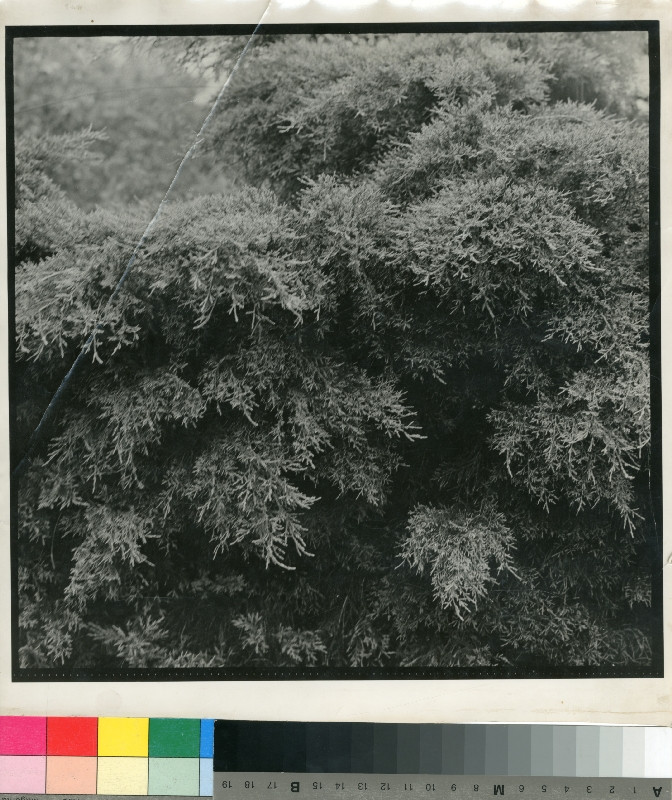 Jan Svoboda - Bez názvu (Juniperus)