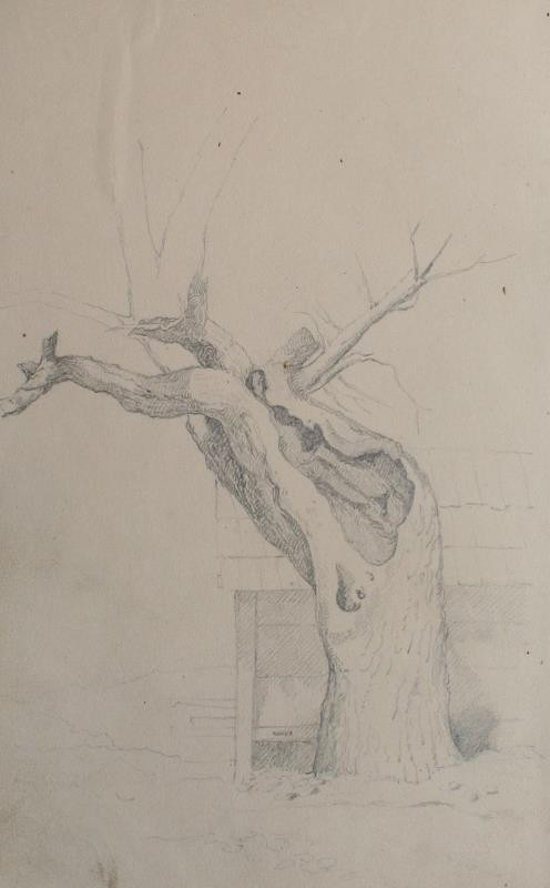 František Šír (Schier) - Vykotlaný strom