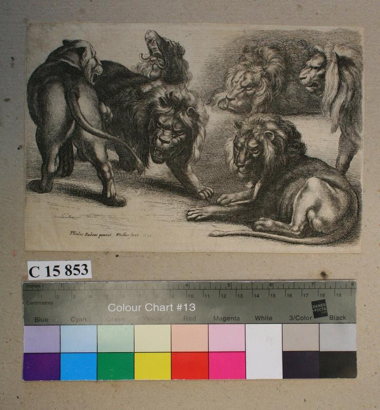 Václav (Wenceslaus) Hollar - Pět lvů a lvice