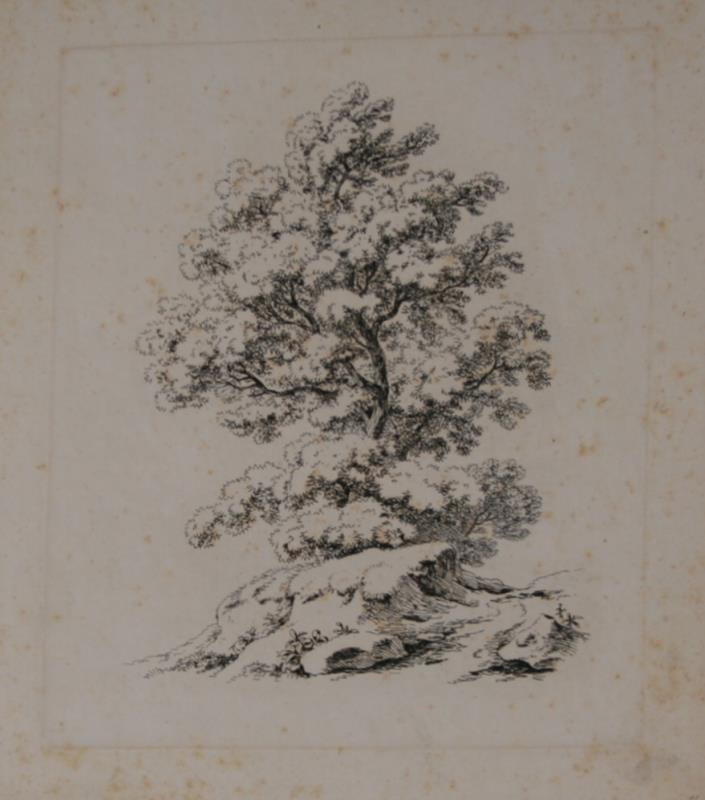 Antonín Mánes - Studie stromu