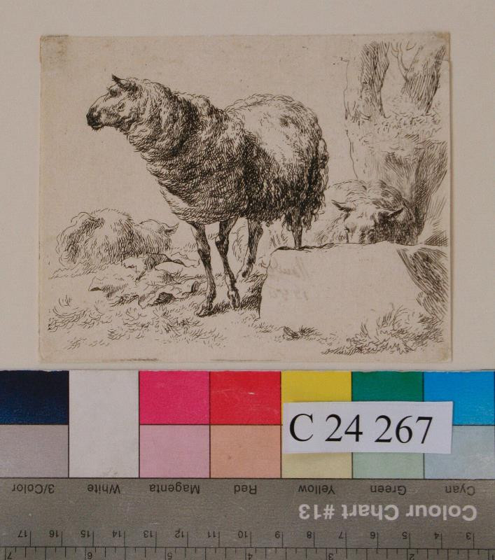 Claes (Nicolaes) Berchem - Ovce