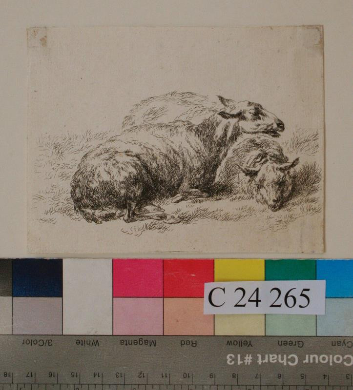 Claes (Nicolaes) Berchem - Dvě  ovce