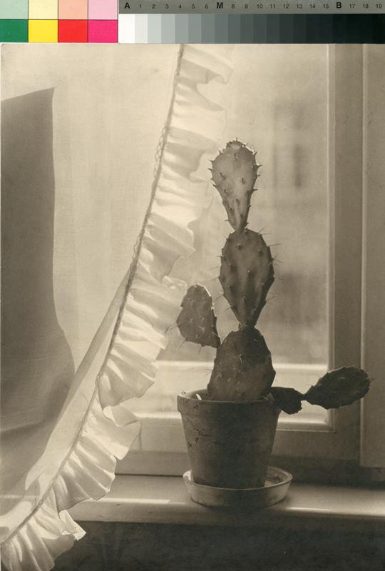 Jan Lauschmann - Kaktus na mém okně