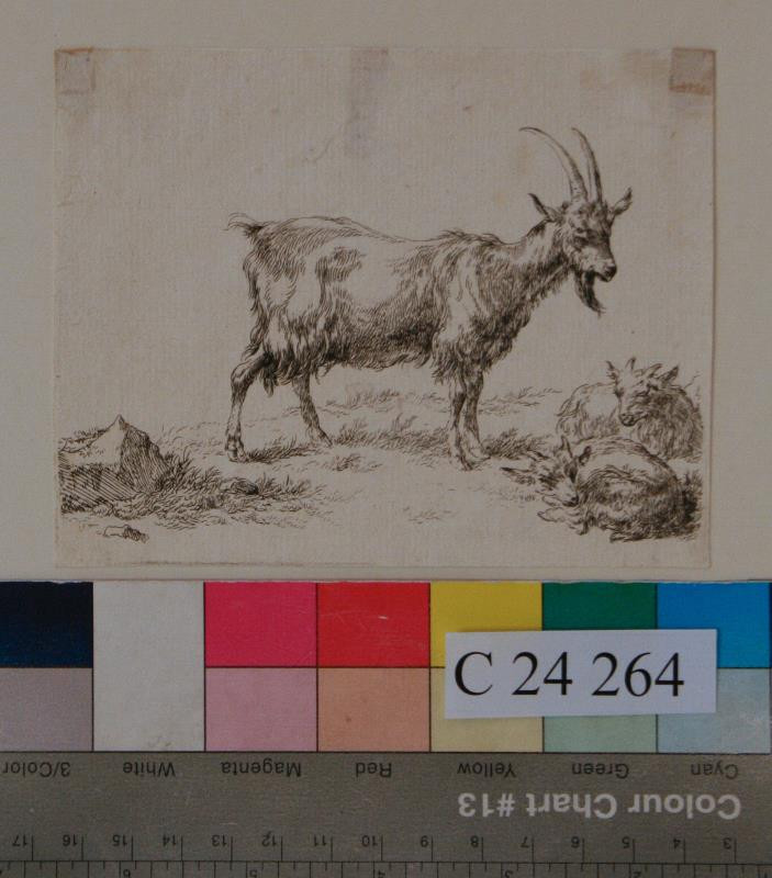 Claes (Nicolaes) Berchem - Koza  s  kůzlaty