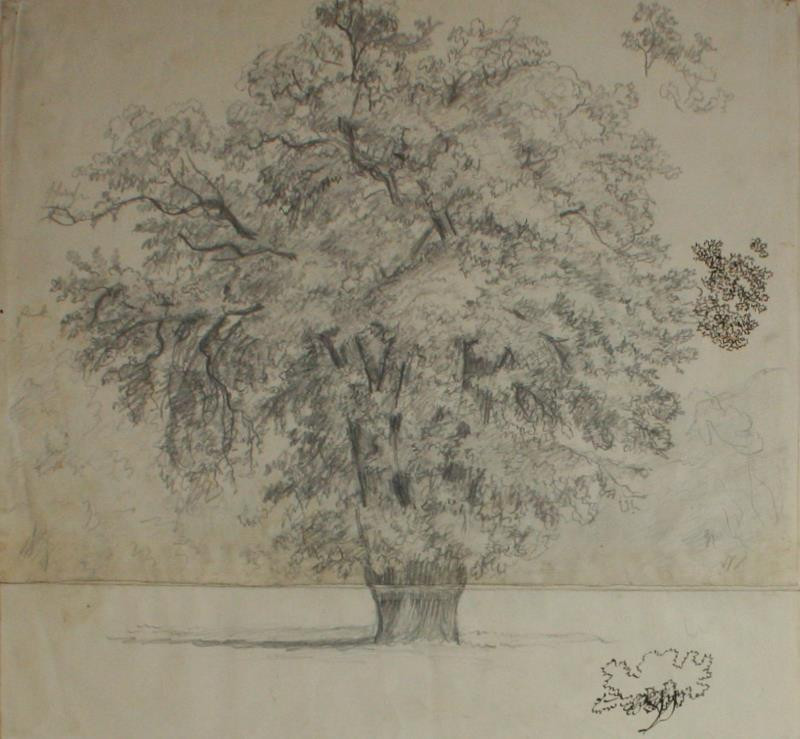 Bedřich Silva Tarouca - Studie starého stromu