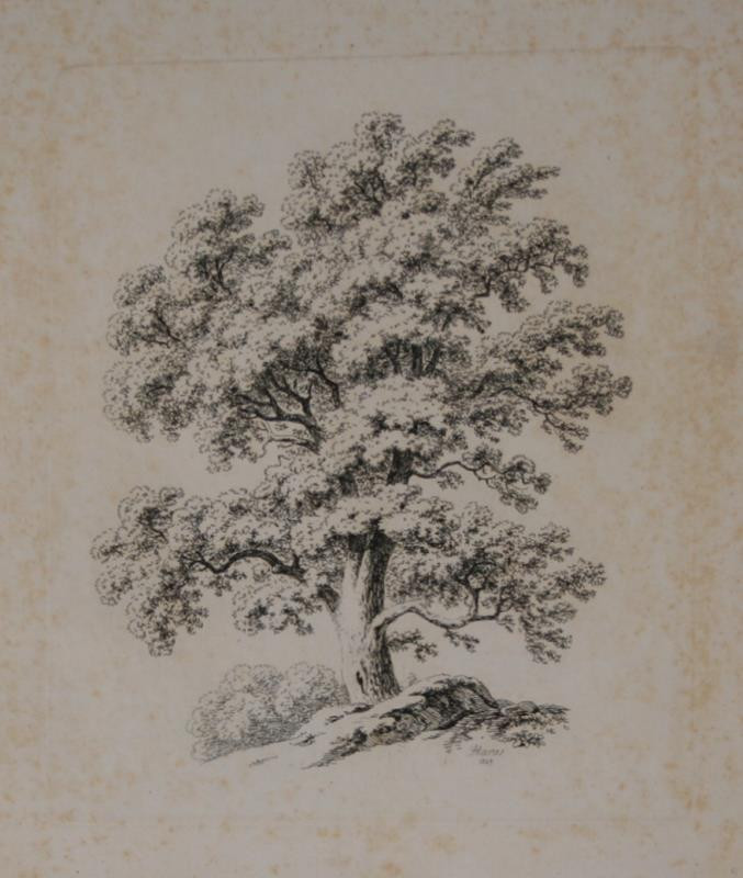 Antonín Mánes - Studie stromu
