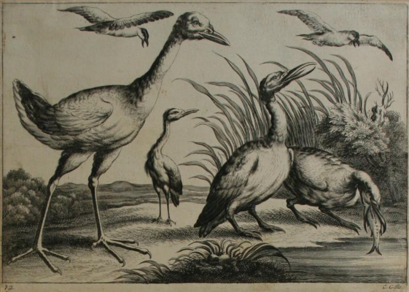 Cornelis Galle I. - Z cyklu Zoologie list 12