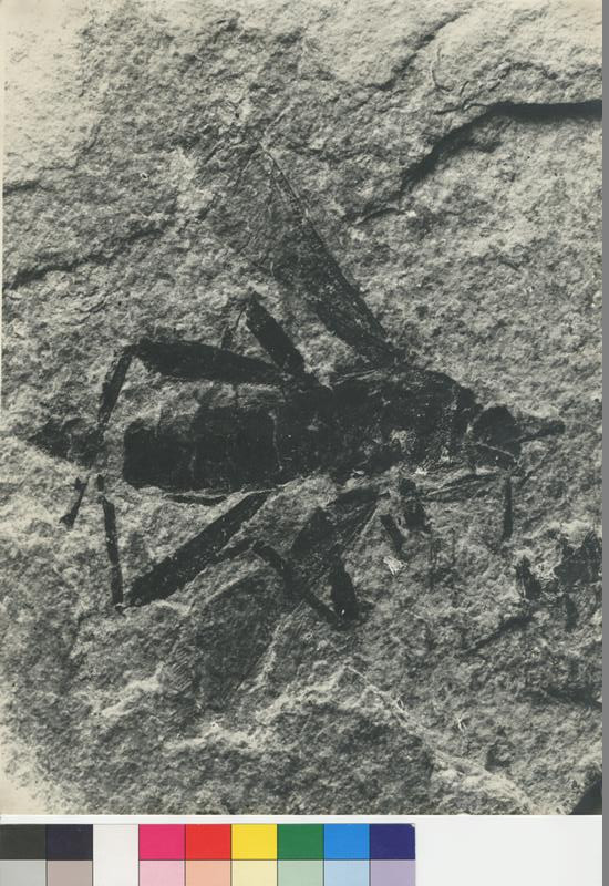 Čeněk Chládek - Zkamenělý hmyz