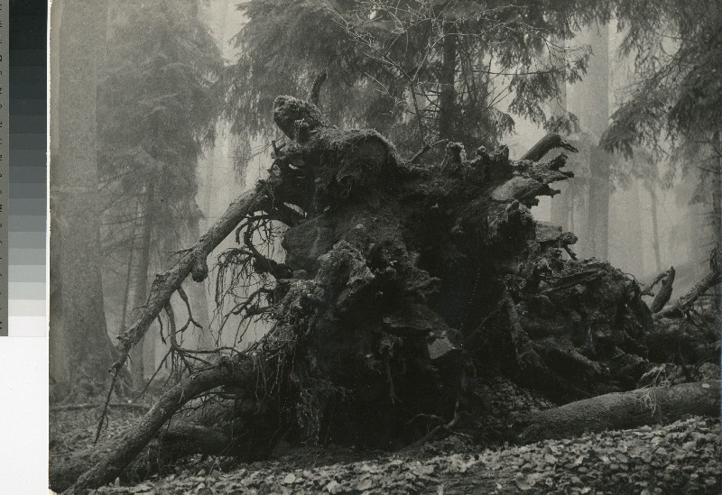 Čestmír Krátký - Dark forest II.