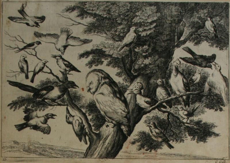 Cornelis Galle I. - Z cyklu Zoologie list 16