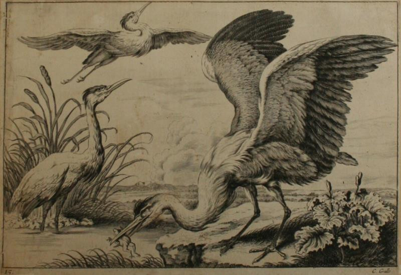 Cornelis Galle I. - Z cyklu Zoologie list 15