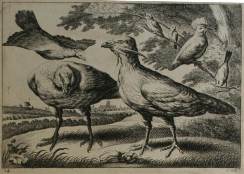 Cornelis Galle I. - Z cyklu Zoologie list 14