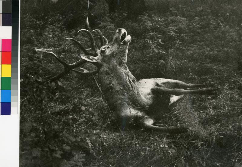 Jaroslav Štochl - Umírající jelen