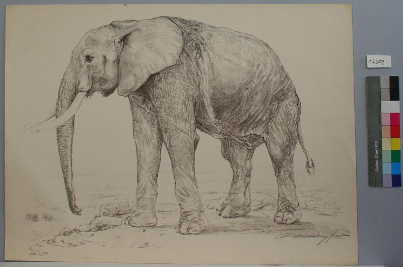 Ferdinand Dobrovolný (Dobrowolný) - Slon  africký