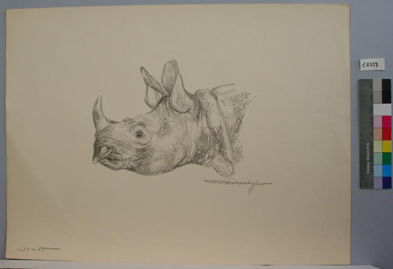 Ferdinand Dobrovolný (Dobrowolný) - Nosorožec