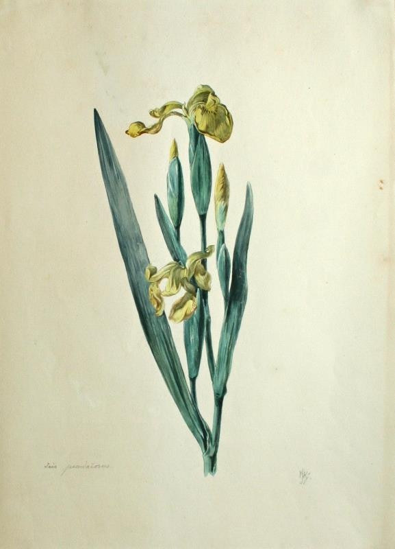Jan Novopacký (Nowopacký) - Kosatec (Iris pseudocorus)
