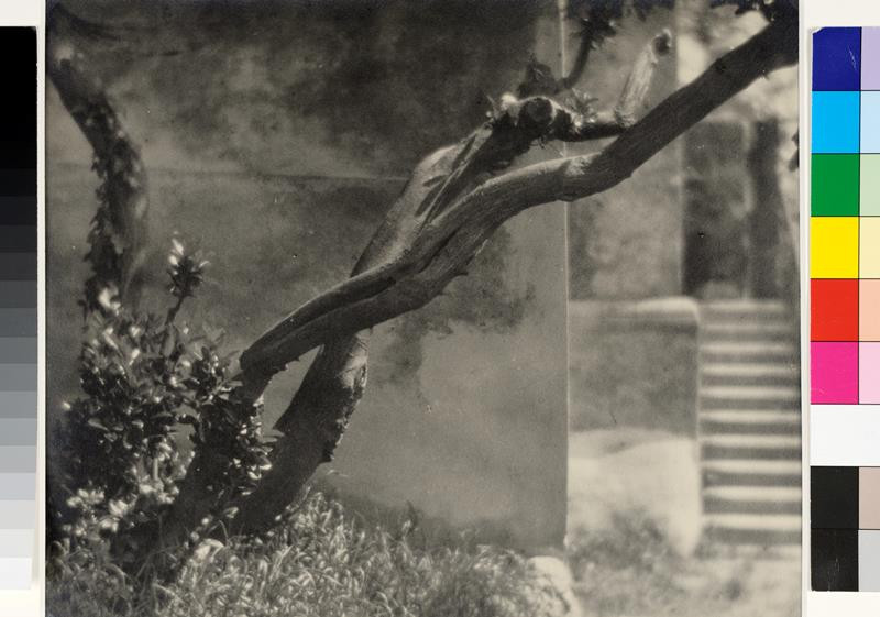 Adolf Schneeberger - Detail stromu, Udine