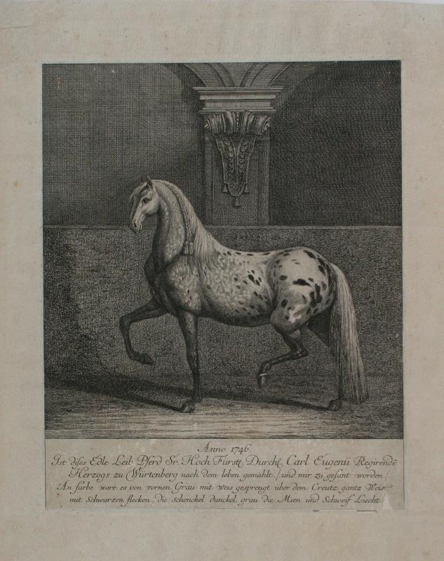 Johann Elias Ridinger (Riedinger) - Kůň
