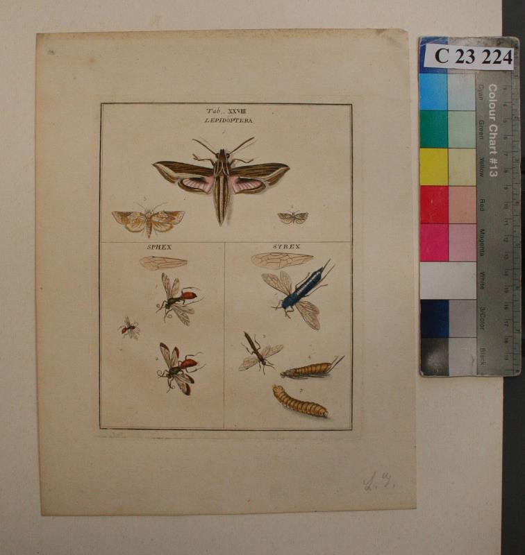 Moses Harris - Lepidoptera ; Sphex ; Syrex ( Tab. XXVIII. )