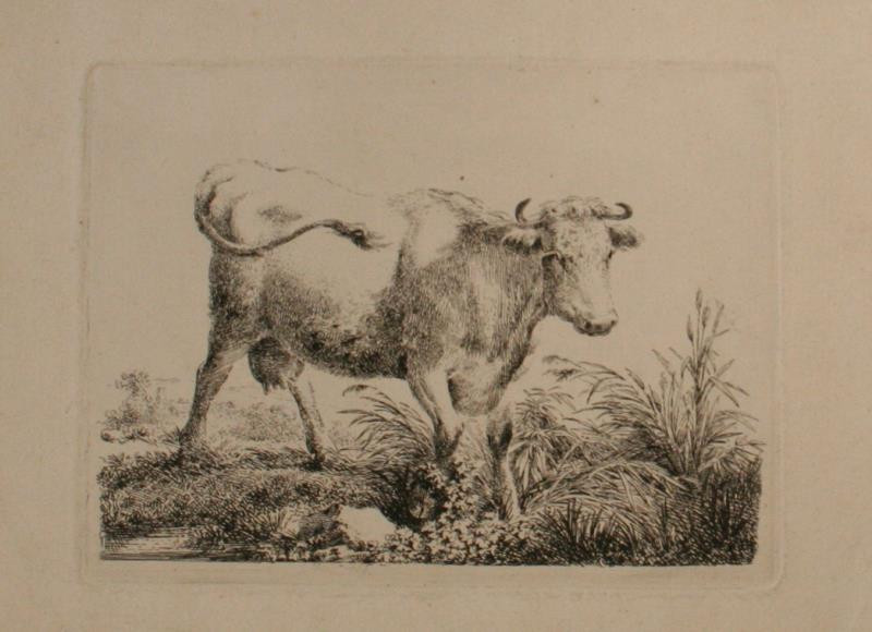 Martin von Molitor - Stojící kráva