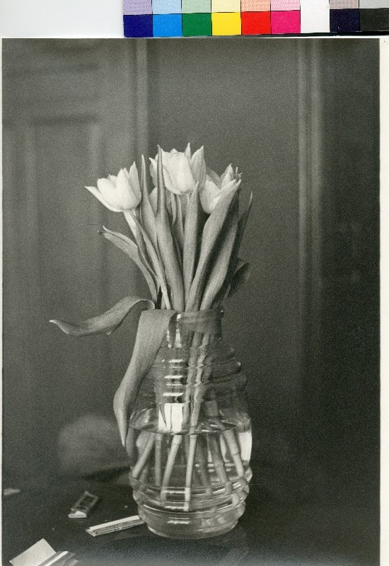 Helena van der Kraan - Tulipány