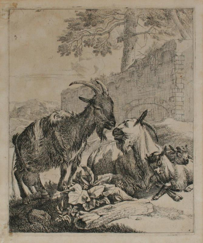 Johann Heinrich Roos - grafika - zvířecí studie