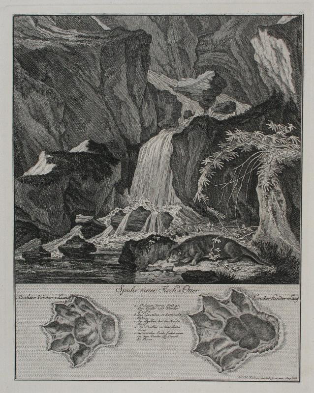 Johann Elias Ridinger (Riedinger) - Spuhr einer Fisch - otter