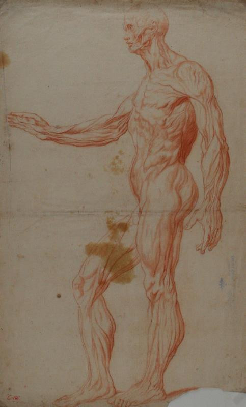 Eliáš Ferdinand Herbert - Studie svalovce z profilu