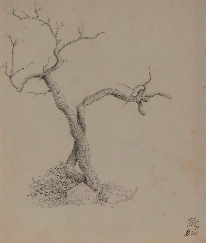 Mořic (Mauritz) Vilém Trapp - Studie stromu
