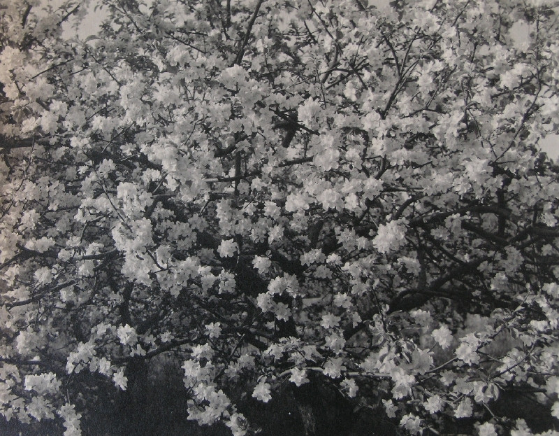 Antonín Horák - Třešeň v květu